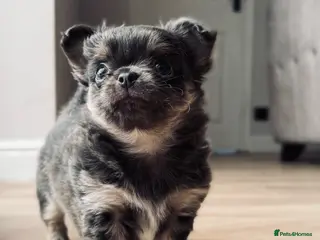 Chihuahua dogs 2 BOYS LEFT 😍😍 KC chihuahua puppies - Advert 12