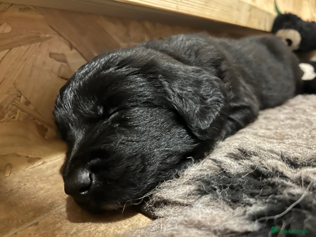 Mixed Breed dogs for sale: Stunning litter - Advert 11