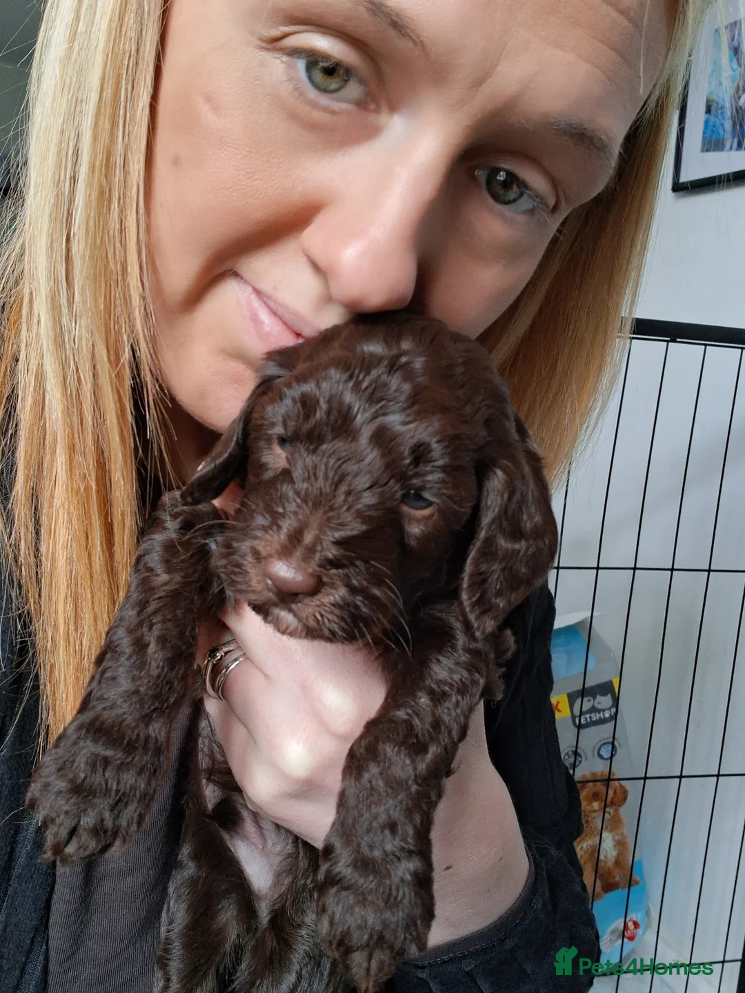 Cockapoo dogs for sale: Cockapoo 1 LEFT BOY  SOLD - Advert 2