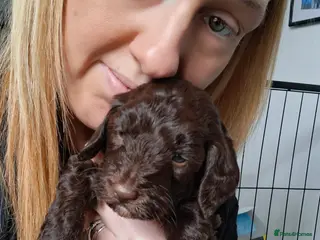 Cockapoo dogs Cockapoo 1 LEFT BOY - Advert 13