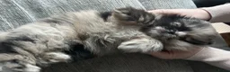 Pomeranian dogs for sale: Rare split face Merle teddy Pom puppy - READY NOW in Kingswinford - Advert 7