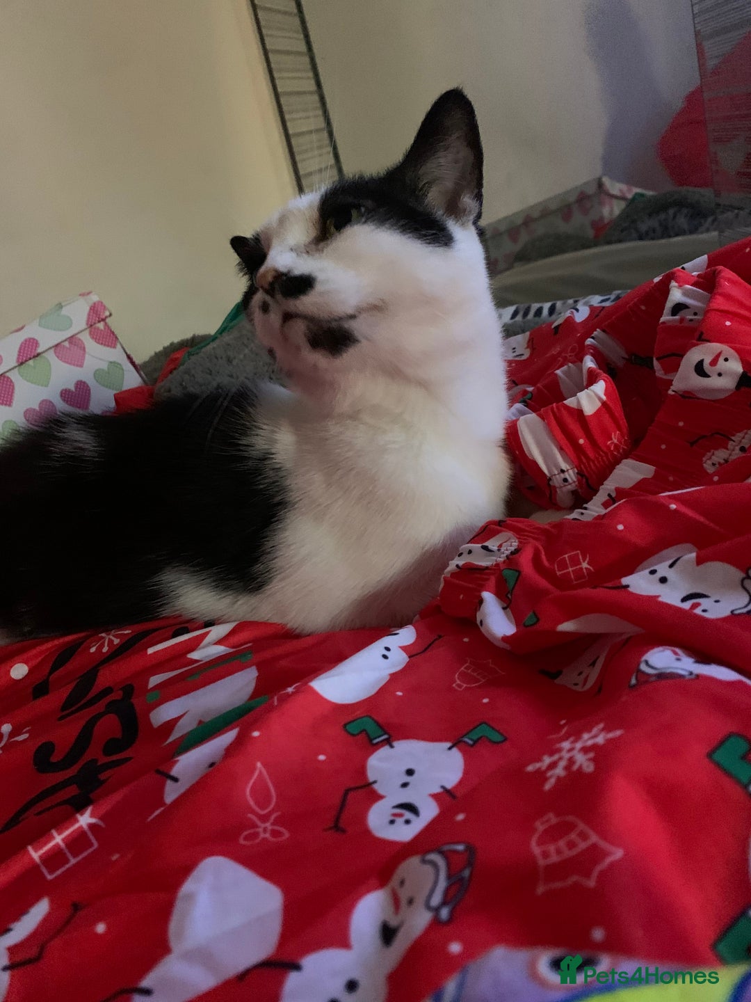 Mixed Breed cats for sale: Grandma Sierra  - Image 10