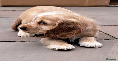Cocker Spaniel dogs - Advert 5