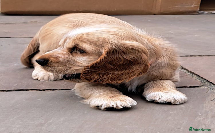 Cocker Spaniel dogs - Advert 2