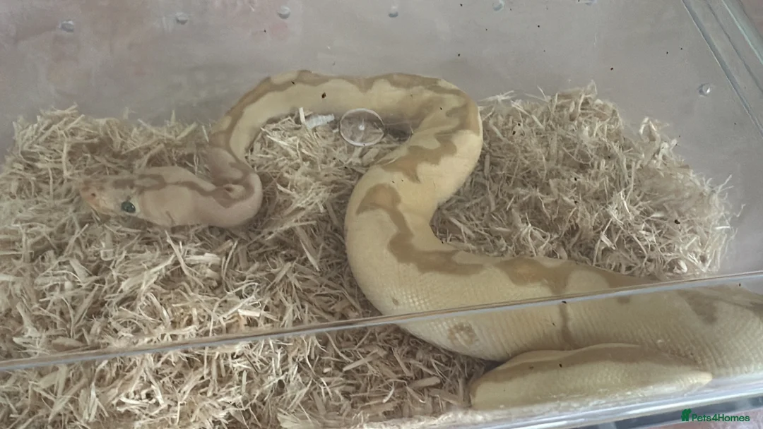 Python Snake reptiles for sale: Royal ball python - Advert 5