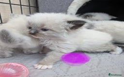 Ragdoll cats for sale: Ragdoll - home reared kittens - Image 14