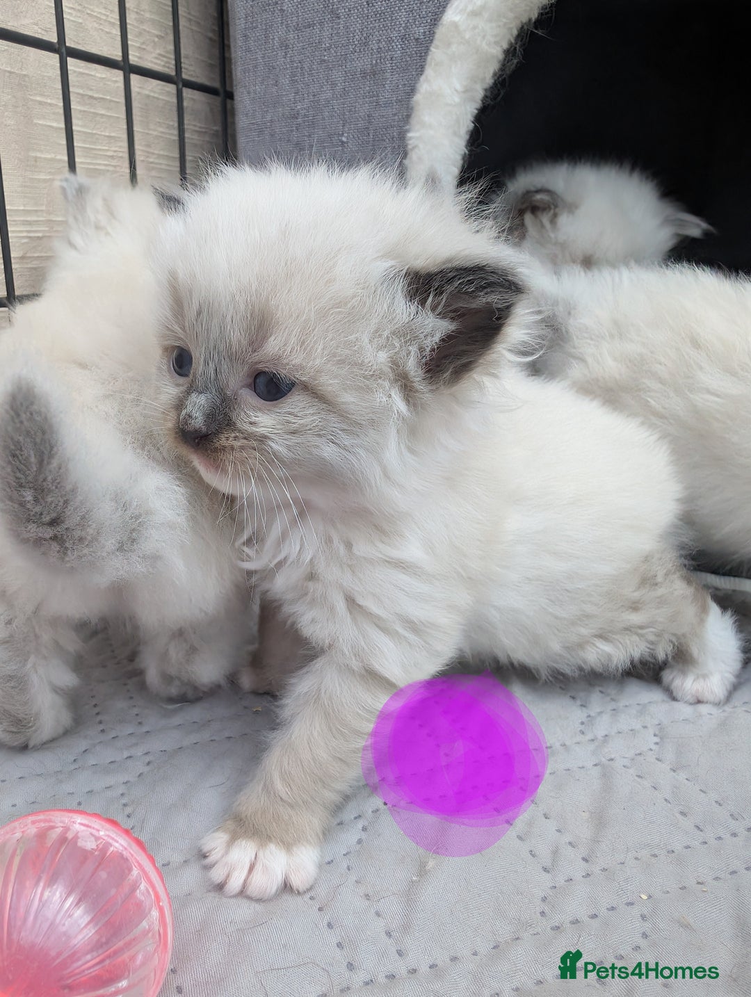 Ragdoll cats for sale: Ragdoll - home reared kittens - Image 14