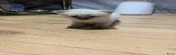 Ragamese cats for sale: Beautiful ragameise kittens  - Advert 3