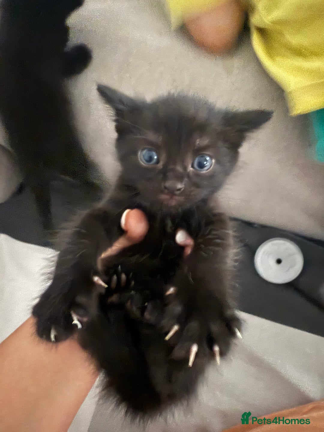 Mixed Breed cats for sale: Baby ready to go - Image 3