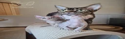 Devon Rex cats for sale: 🐾 Unusually Coloured Devon Rex Kittens 🐾 - Advert 3