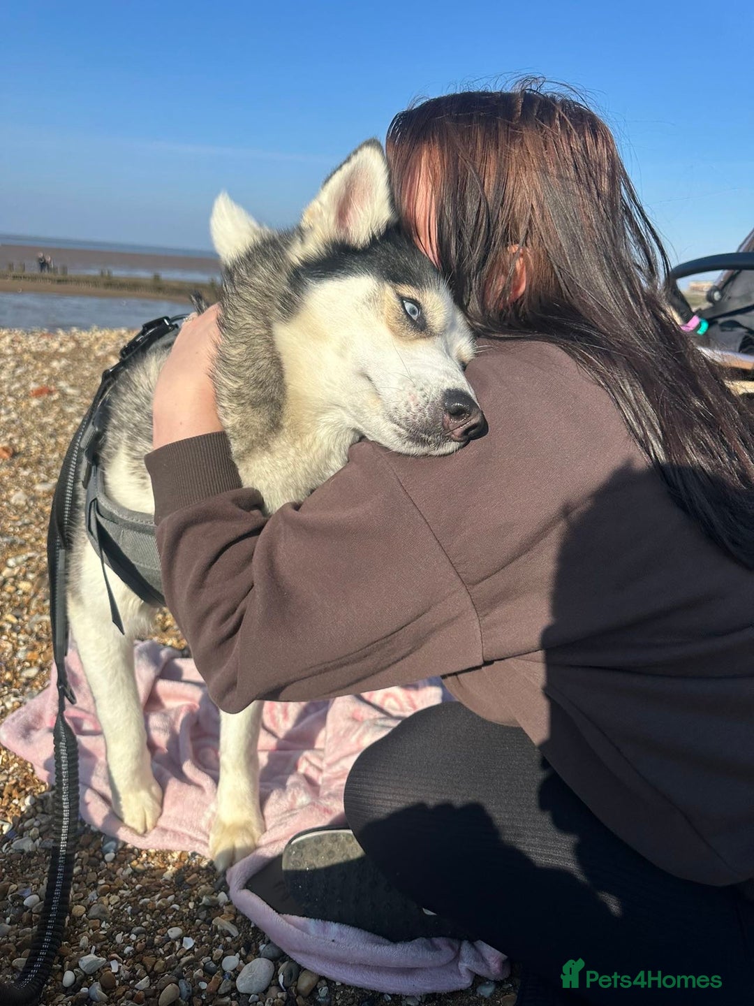 Siberian Husky dogs for sale: 4 year old Siberian  husky  - Advert 14