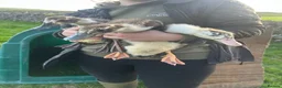 Ducks poultry for sale: Magpie / Runner Unsexed Ducklings  - Advert 7