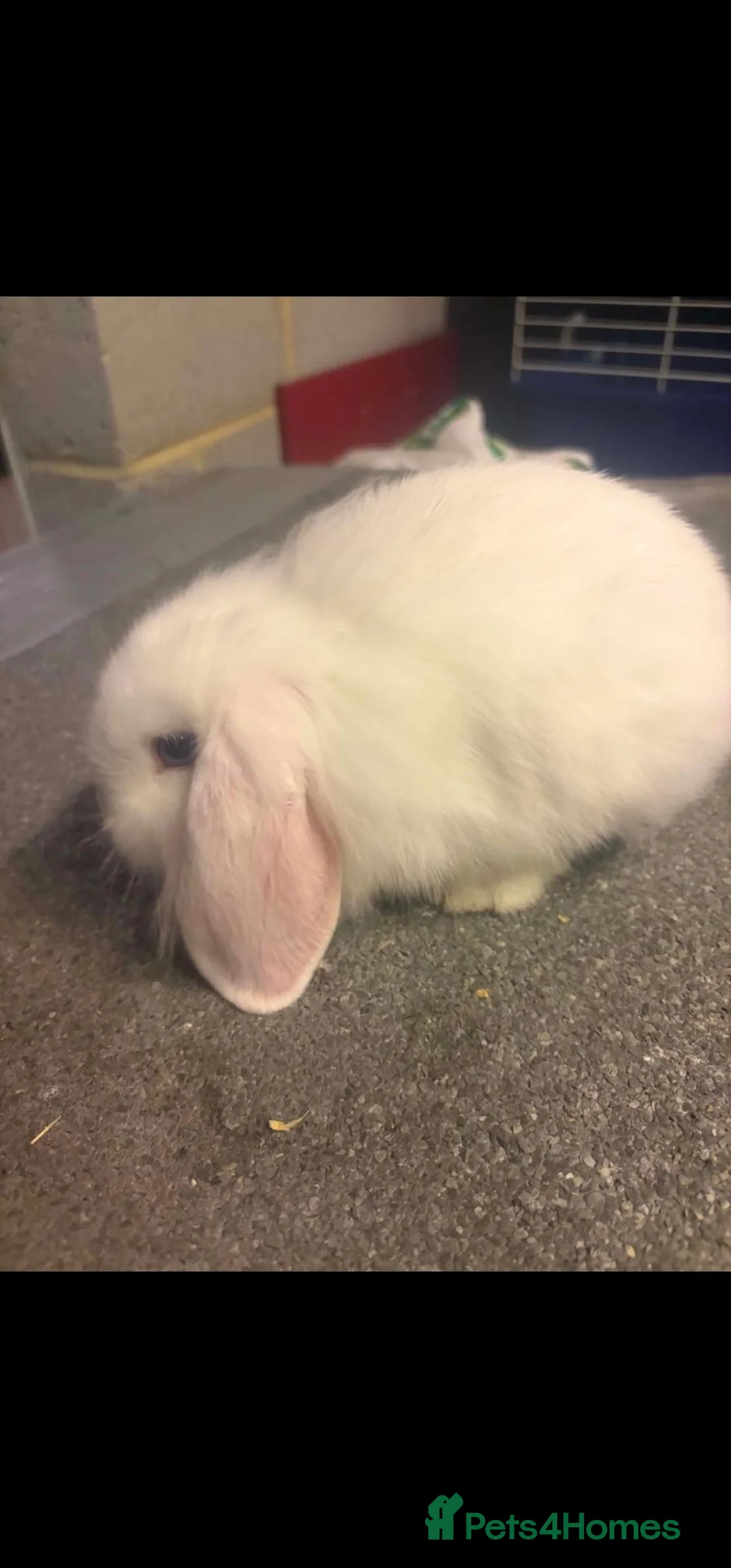 Mini Lion Lop rabbits for sale: Blue eyed White Lion Lop Doe - Advert 2