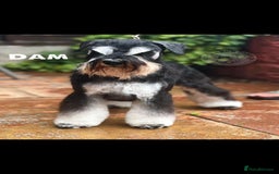 Miniature Schnauzer dogs for sale: Charming Mini Schnauzers with KC registration - Image 13