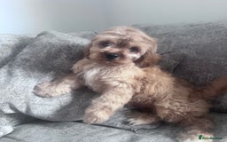 Cavapoo dogs for sale: Last beautiful boy health checked 🥰 - Image 5