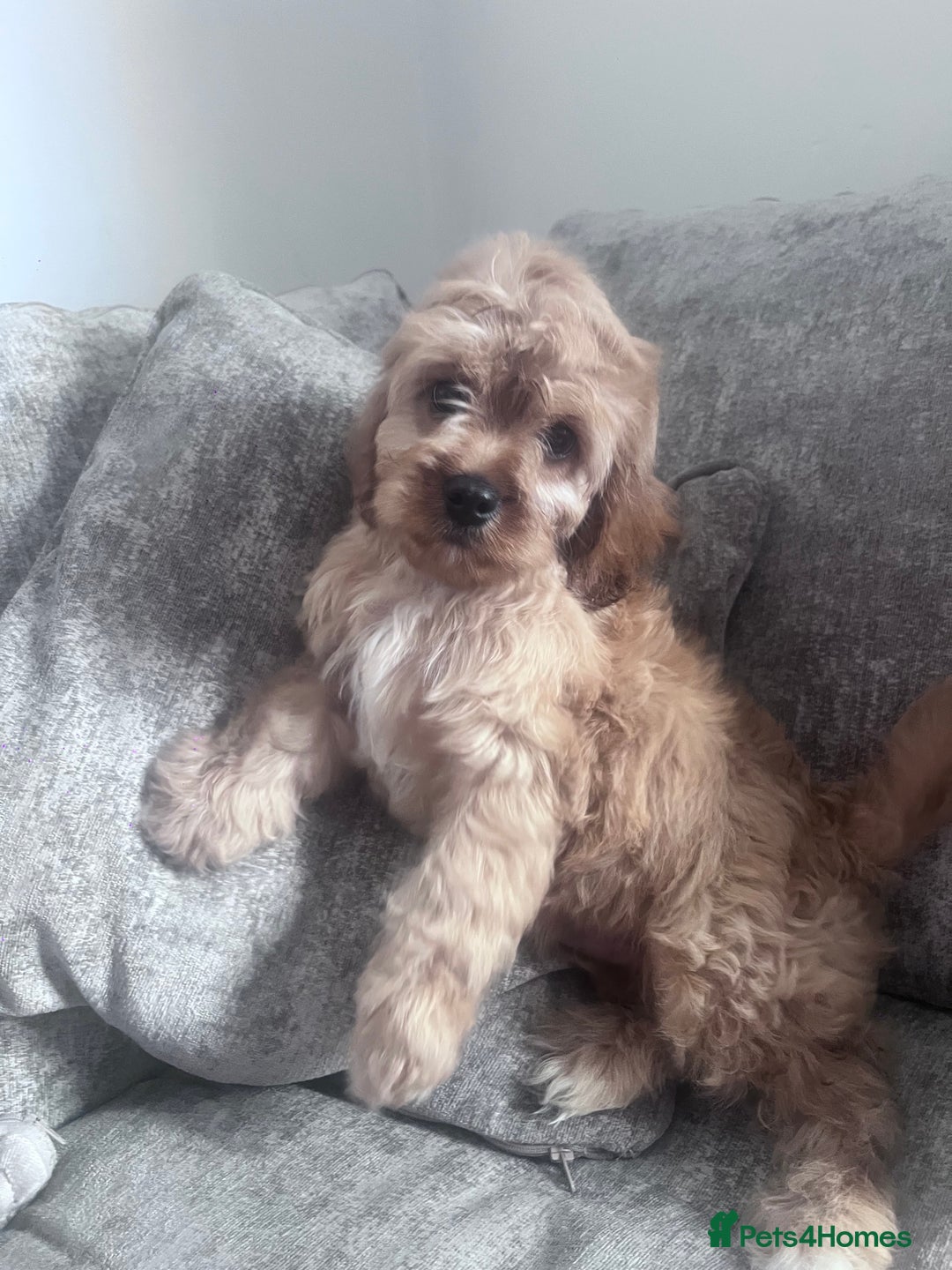 Cavapoo dogs for sale: Last beautiful boy health checked 🥰 - Image 5