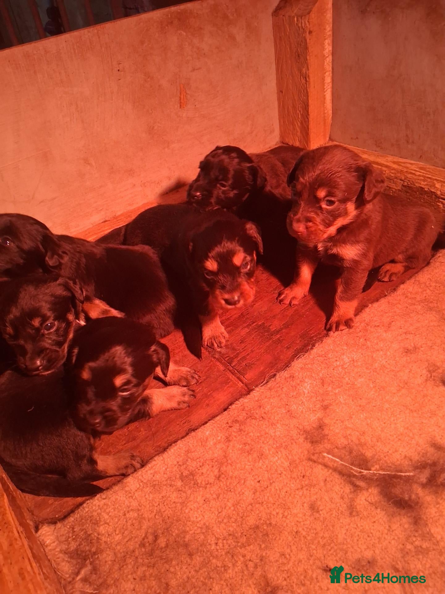 Mixed Breed dogs cocker x collie puppies  - Advert 1