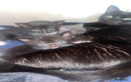 Mixed Breed cats for sale: 4 beautiful kittens for sale  - Image 2