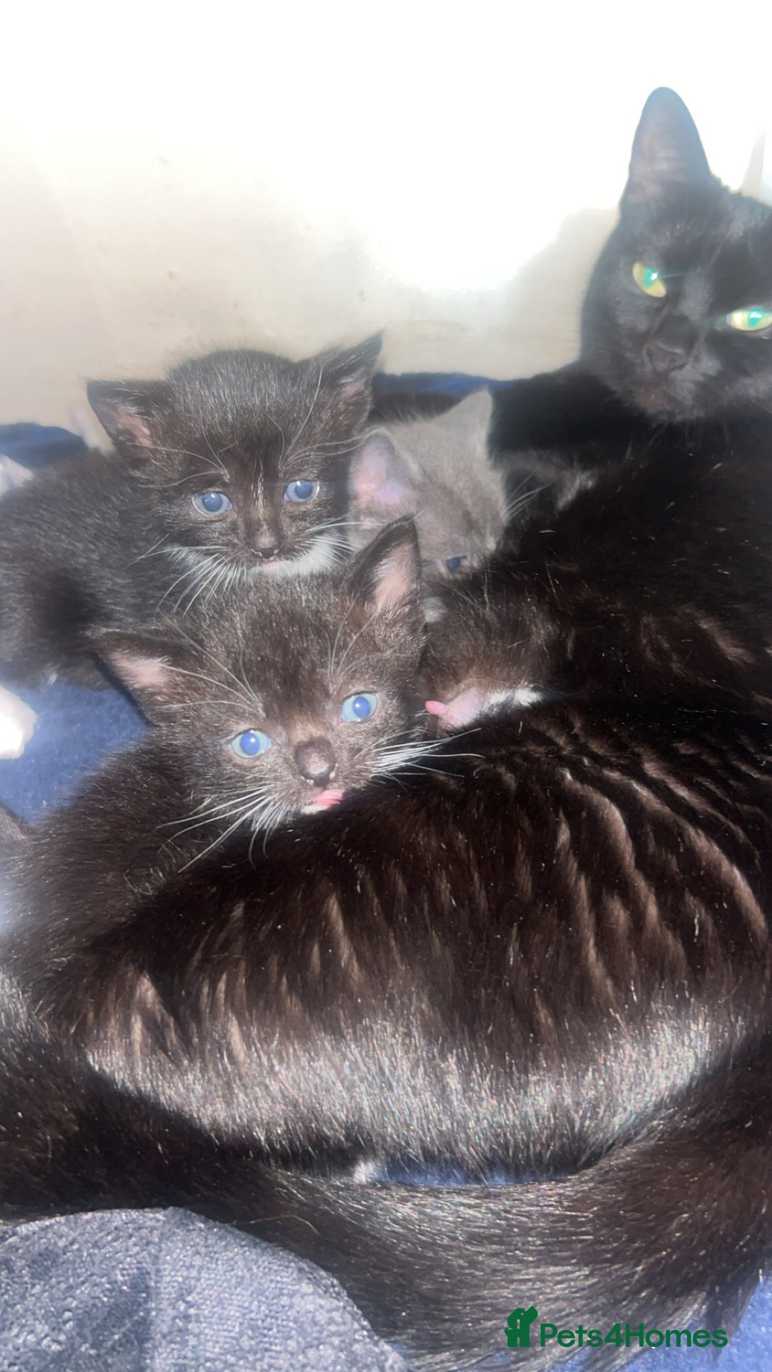Mixed Breed cats for sale: 4 beautiful kittens for sale  - Image 2