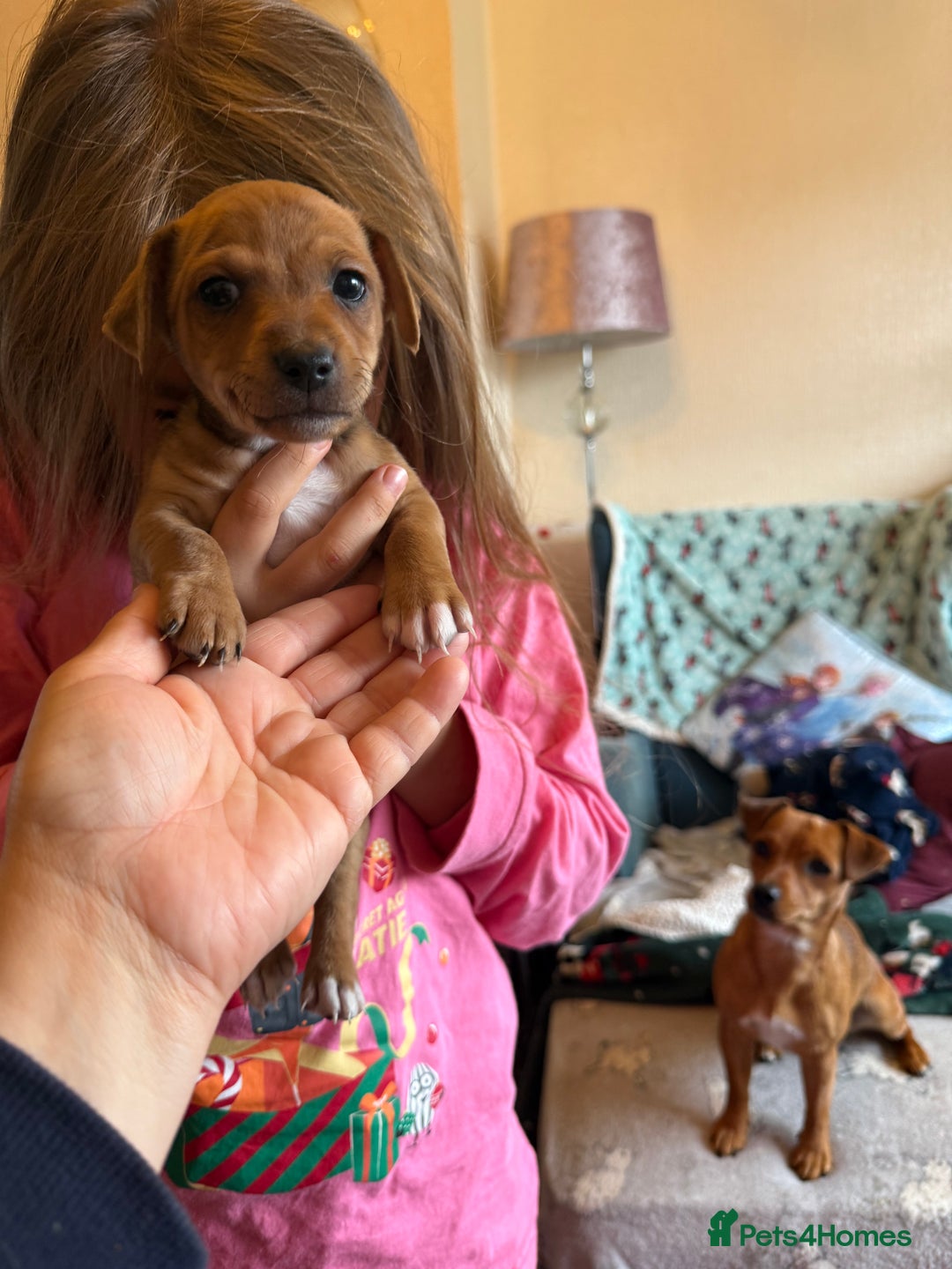 Jack Russell dogs for sale: Gorgeous Jack Russell Puppies - Image 22