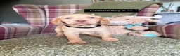 Cockerdor dogs for sale: GORGEOUS COCKERDOR PUPPIES💛🖤 - Advert 21