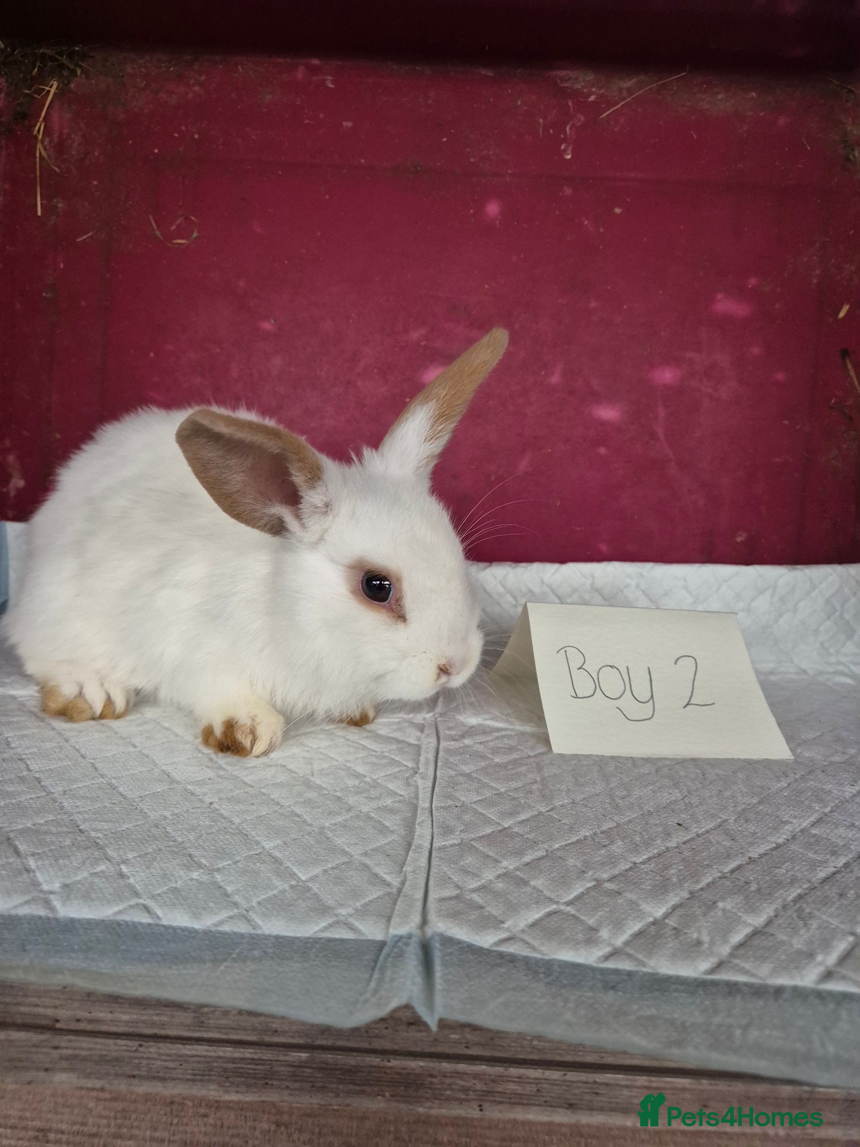 Mini Lop rabbits Bunnies looking for new homes - Advert 13