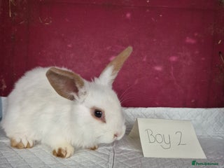 Mini Lop rabbits Bunnies looking for new homes - Advert 13