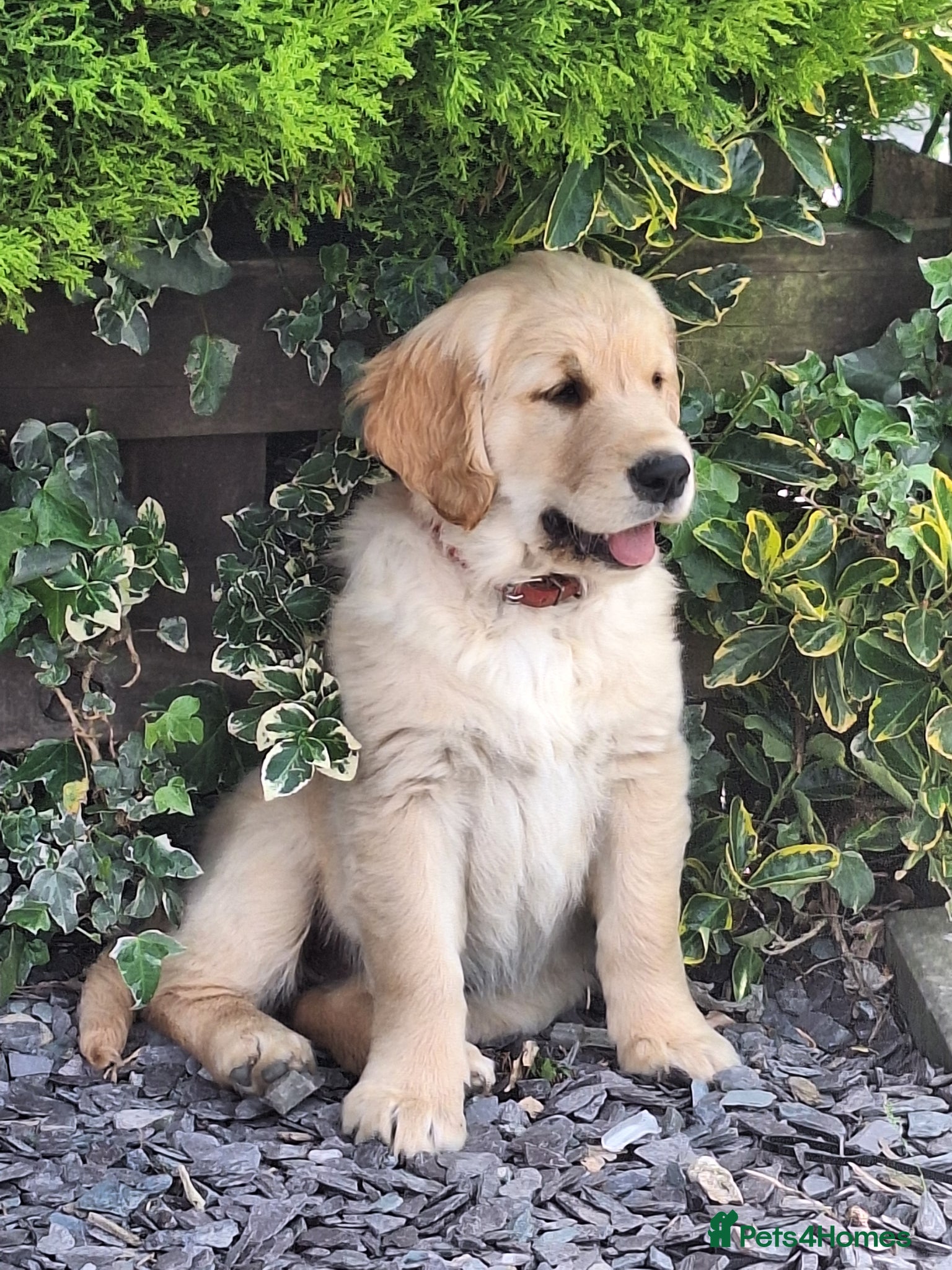 Golden Retriever dogs ONLY 1 GIRL LEFT 🥰🐶 - Golden Retriever puppy 🐶  - Advert 2