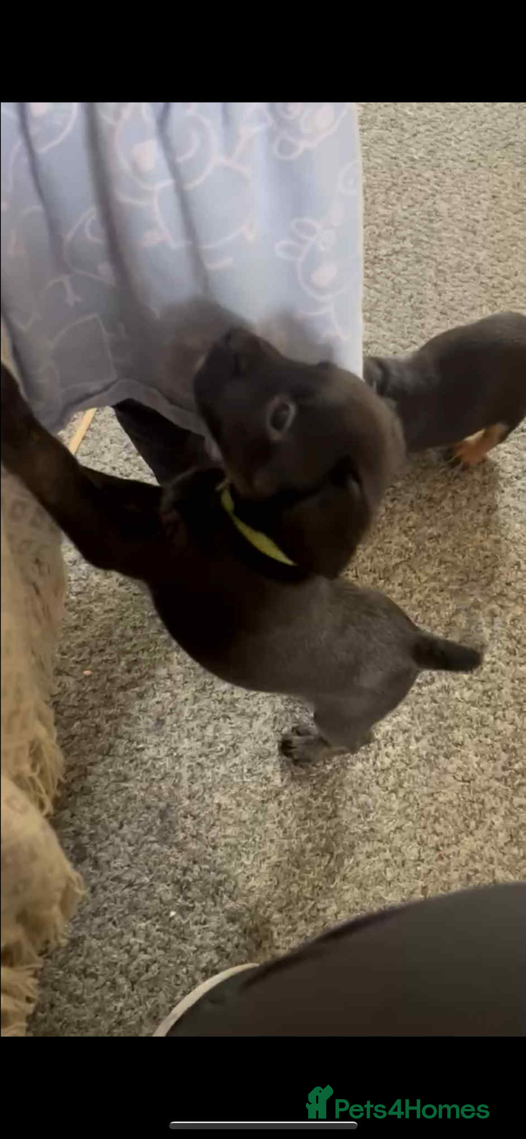 Mixed Breed dogs for sale: French bulldog/poodle  - Image 2