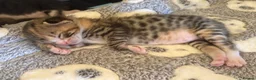 Mixed Breed cats for sale: 🐾 LAST KITTEN AVAILABLE 🐾 in Ashford - Advert 7