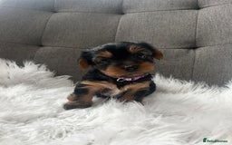 Yorkshire Terrier dogs for sale: Adorable Yorkshire Terrier Puppies✨ - Image 8