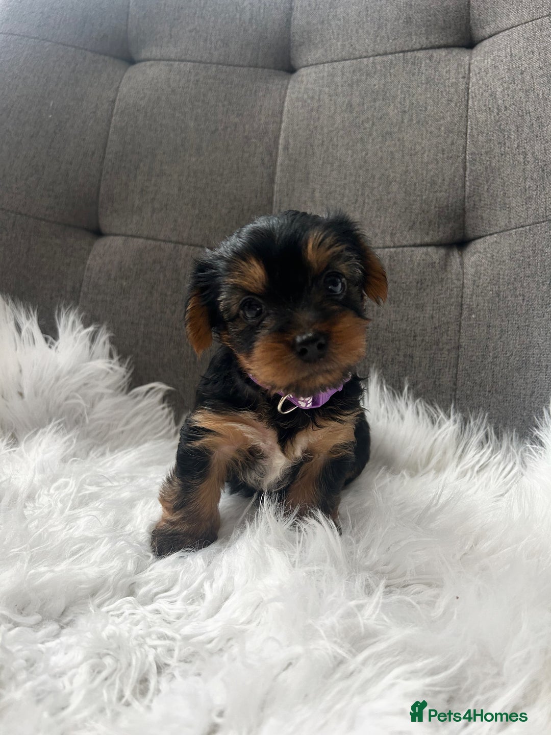 Yorkshire Terrier dogs for sale: Adorable Yorkshire Terrier Puppies✨ - Image 8