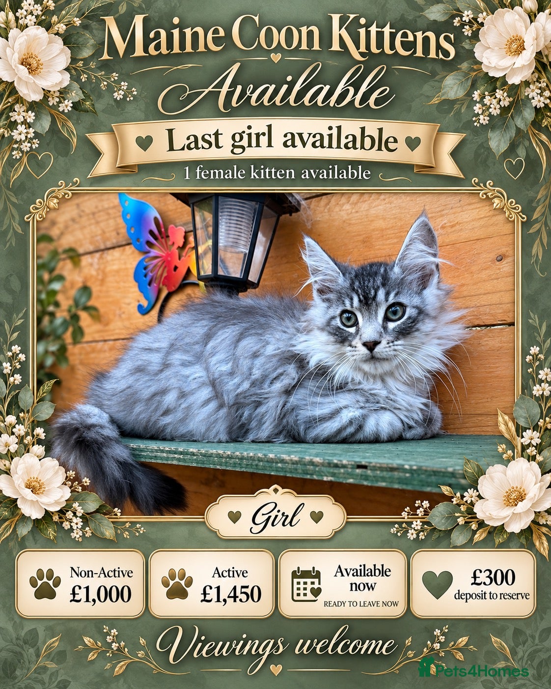 Maine Coon cats GCCF GIRL AVAILABLE – READY TO LEAVE NOW - Advert 2