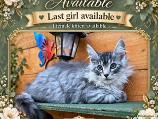Maine Coon cats GCCF GIRL AVAILABLE – READY TO LEAVE NOW - Advert 2