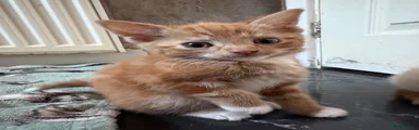 Aegean Kitten 2