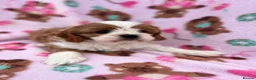 Cavapoo dogs for sale: Cavapoo Puppies 🐶  - Advert 9