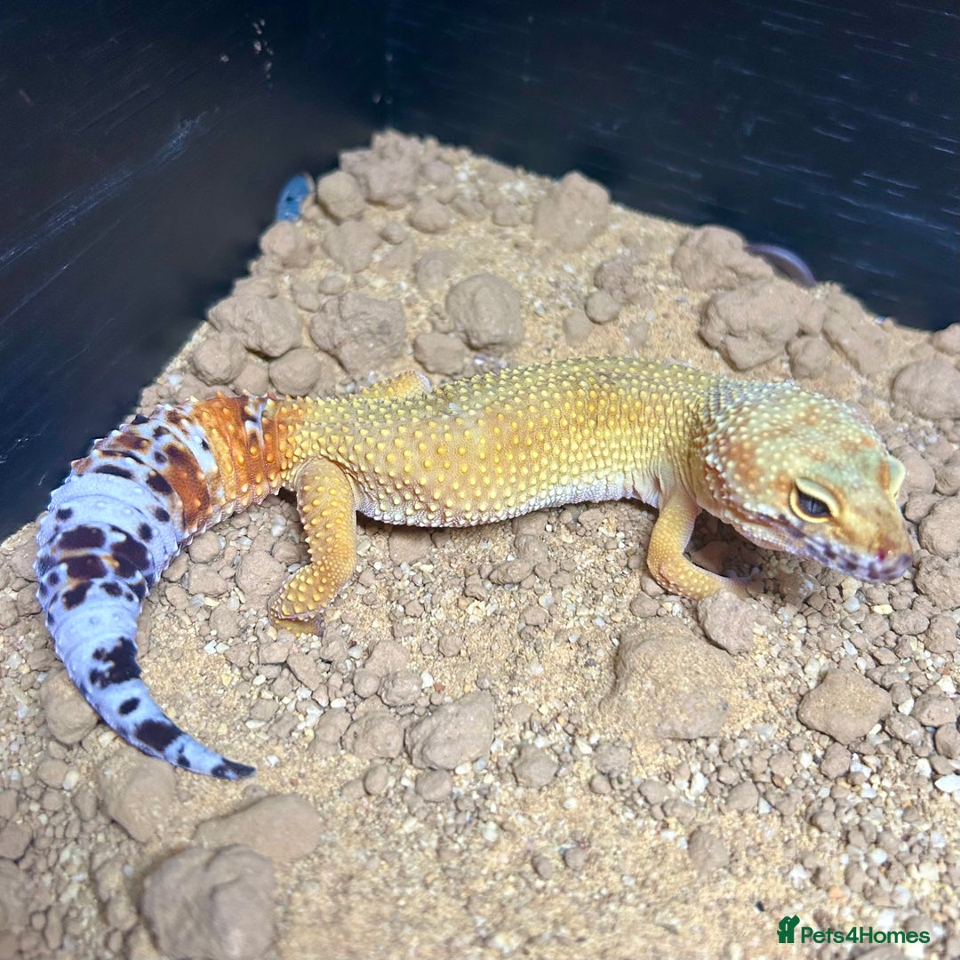 Leopard Gecko reptiles for sale: Setup + Super Hypo Carrot Tail Baldy Leopard Gecko - Advert 7