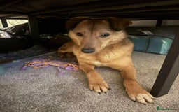 Mixed Breed dogs for adoption: Fajitas for adoption - Advert 1