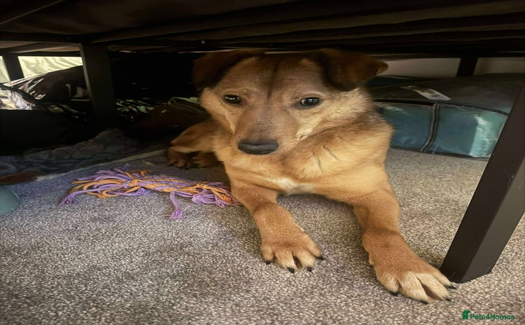 Mixed Breed dogs Fajitas for adoption - Advert 1