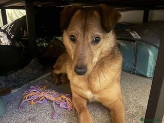 Mixed Breed dogs Fajitas for adoption - Advert 1