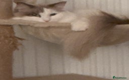 Ragdoll cats for sale: Loving Ragdoll Cats Looking for a New Home £500 in Bolton - Image 16