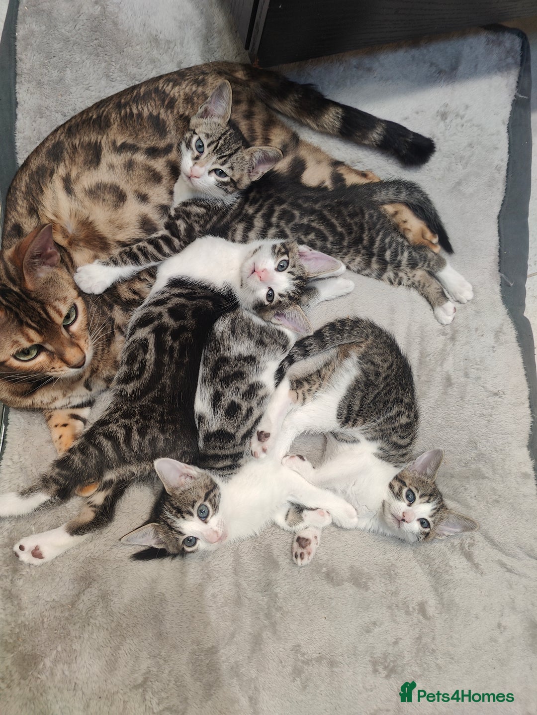 Mixed Breed cats for sale: Litter of 4 stunning mix Bengals kittens - Advert 1