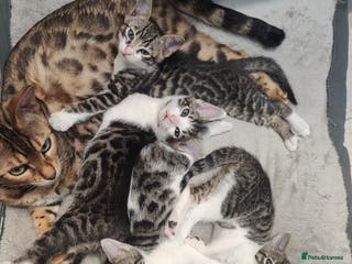Mixed Breed cats Litter of 4 stunning mix Bengals 1 girls left. - Advert 12