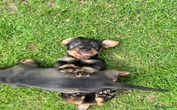Dachshund dogs for sale: Wirehaired dachshund (Teckel) puppies - Image 9