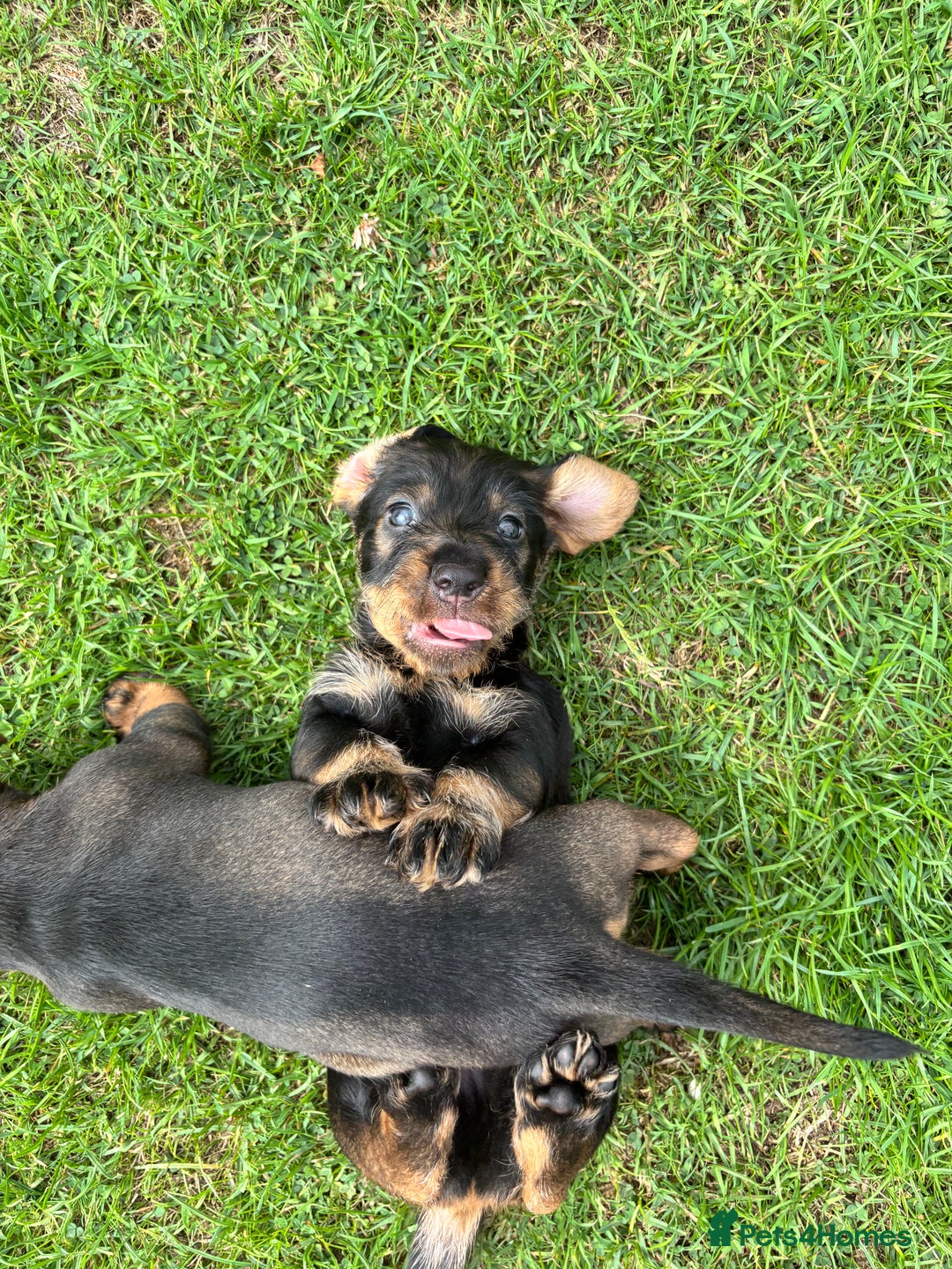 Dachshund dogs for sale: Wirehaired dachshund (Teckel) puppies - Image 9