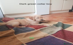 Golden Retriever dogs for sale: Beautiful KC Registered Golden Retriever Puppies  - Image 14