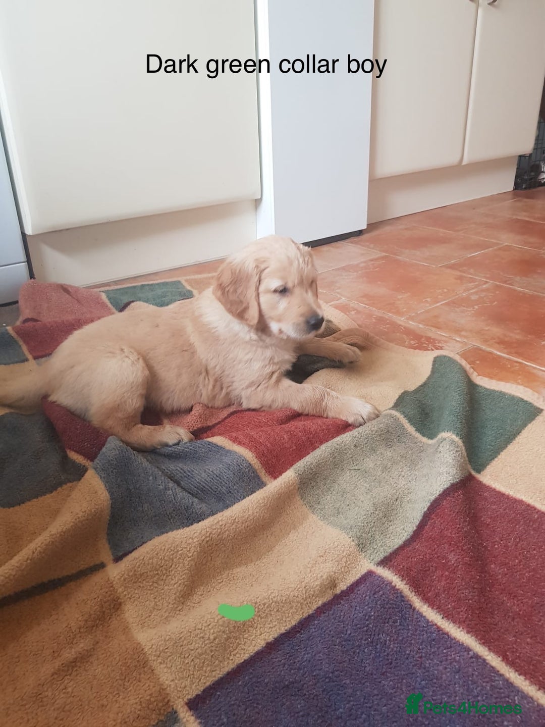Golden Retriever dogs for sale: Beautiful KC Registered Golden Retriever Puppies  - Image 14