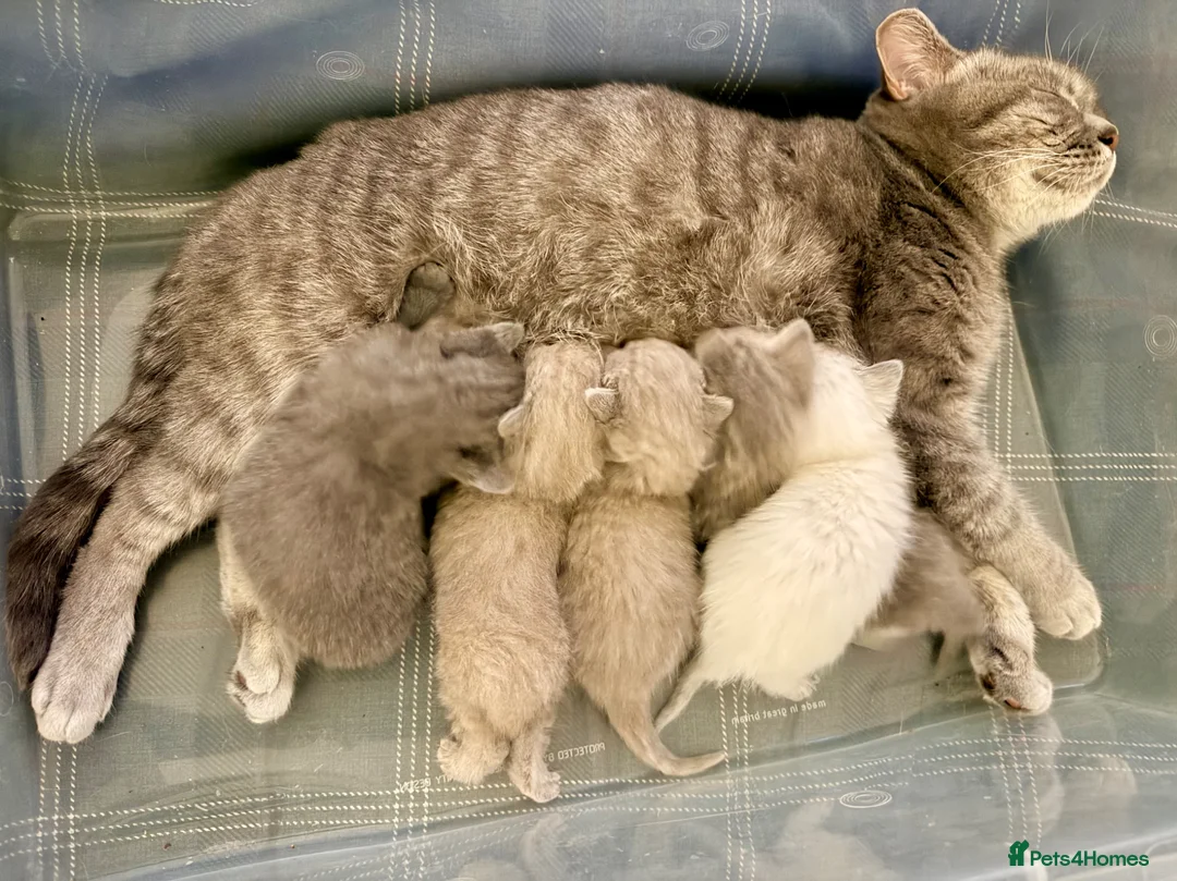 British Shorthair cats for sale: Fluffy British Shorthair Kittens in Coatbridge - Advert 10