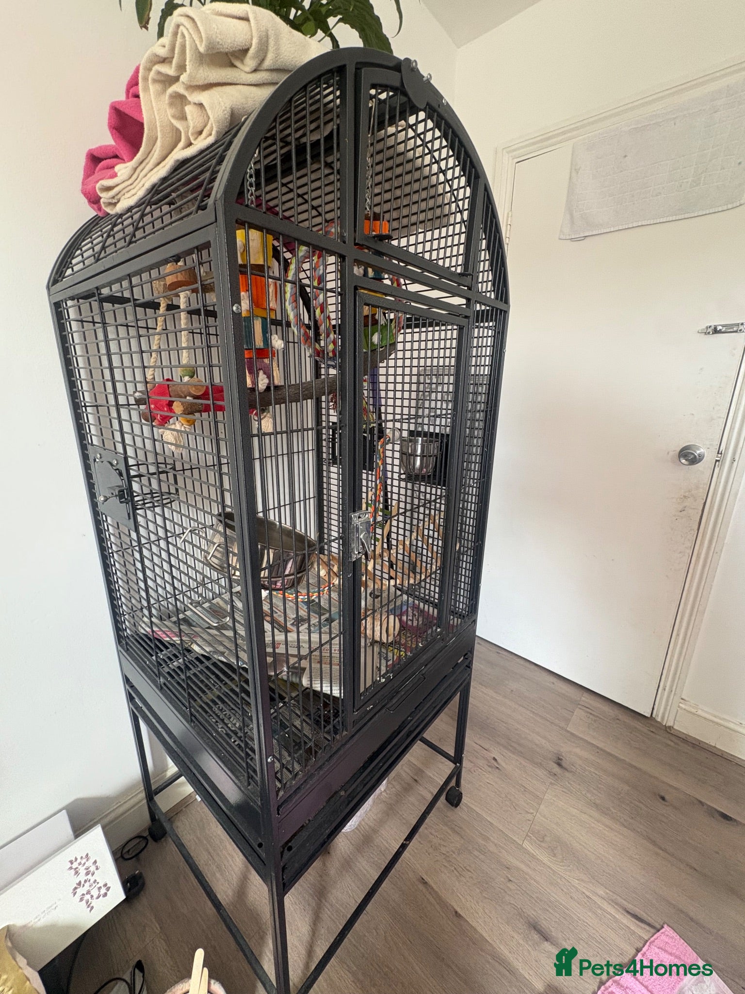 Parrots birds CAGE FOR SALE ONLY  - Advert 5
