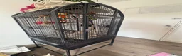 Parrots birds for sale: CAGE FOR SALE ONLY  in London - Advert 1